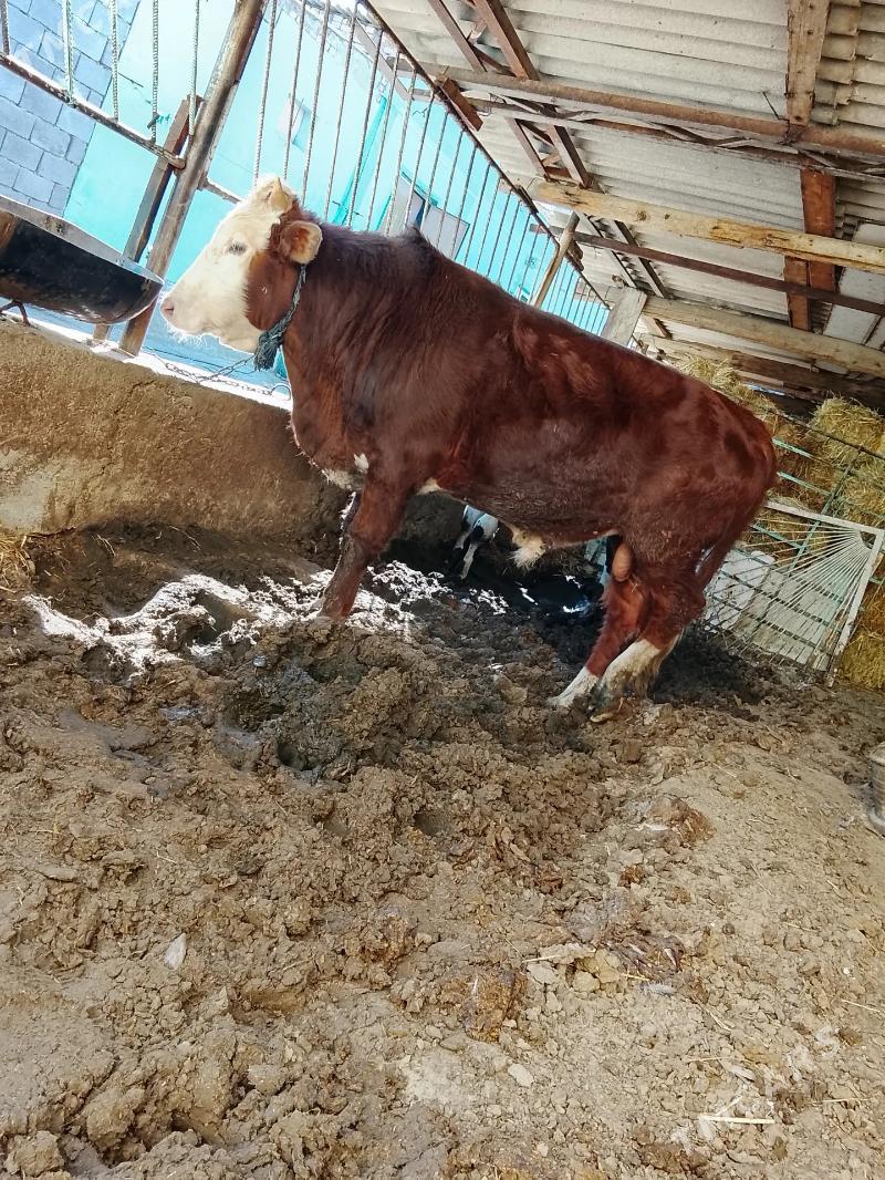 okuz simental - Çoganly - img 1