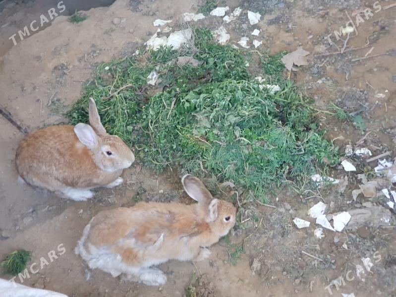 towsan - Бузмеин - img 1