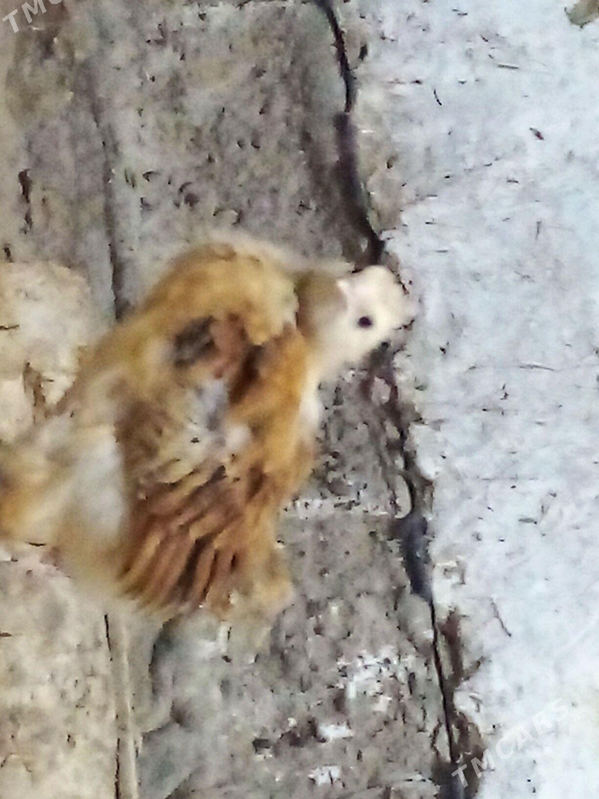 paroda towuk jùýje - Мургап - img 1