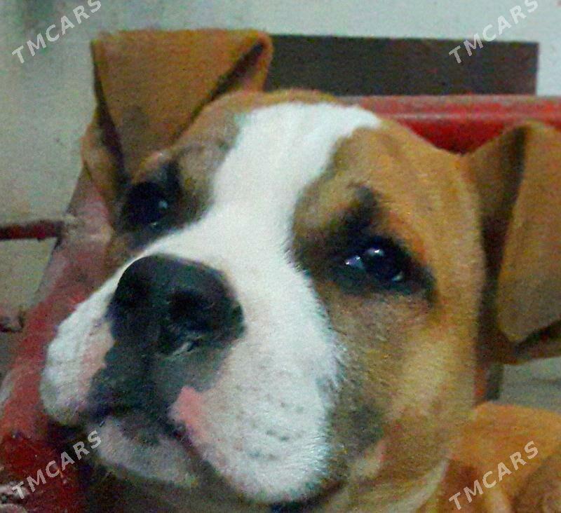 PITBULL - Фарап - img 1