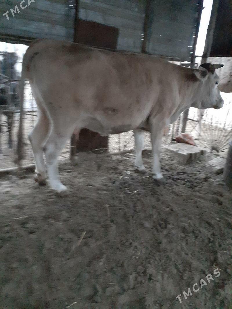 Гысыр Сыгыр - Балканабат - img 1