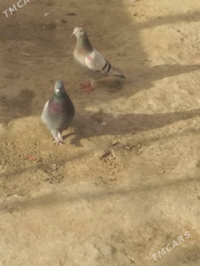 kepter - Туркменабат - img 1