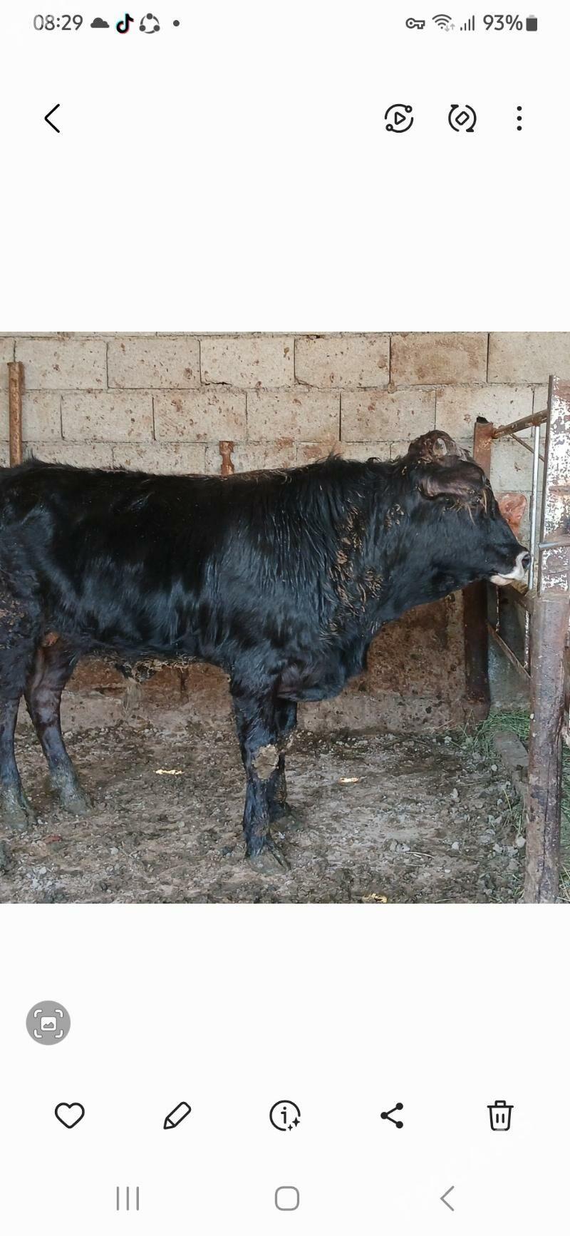 Öküz - Büzmeýin - img 1