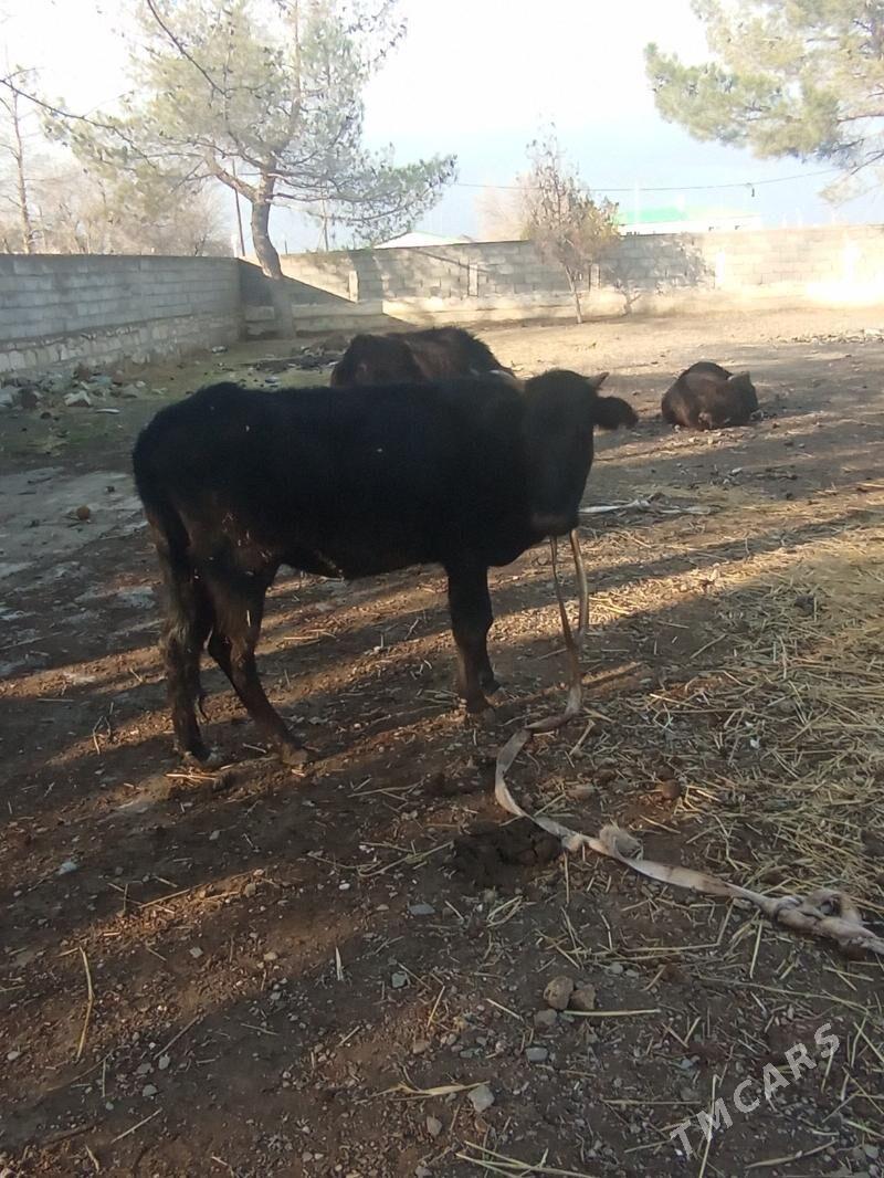 GAÇAR .ÖKIZ . - Берекет - img 1