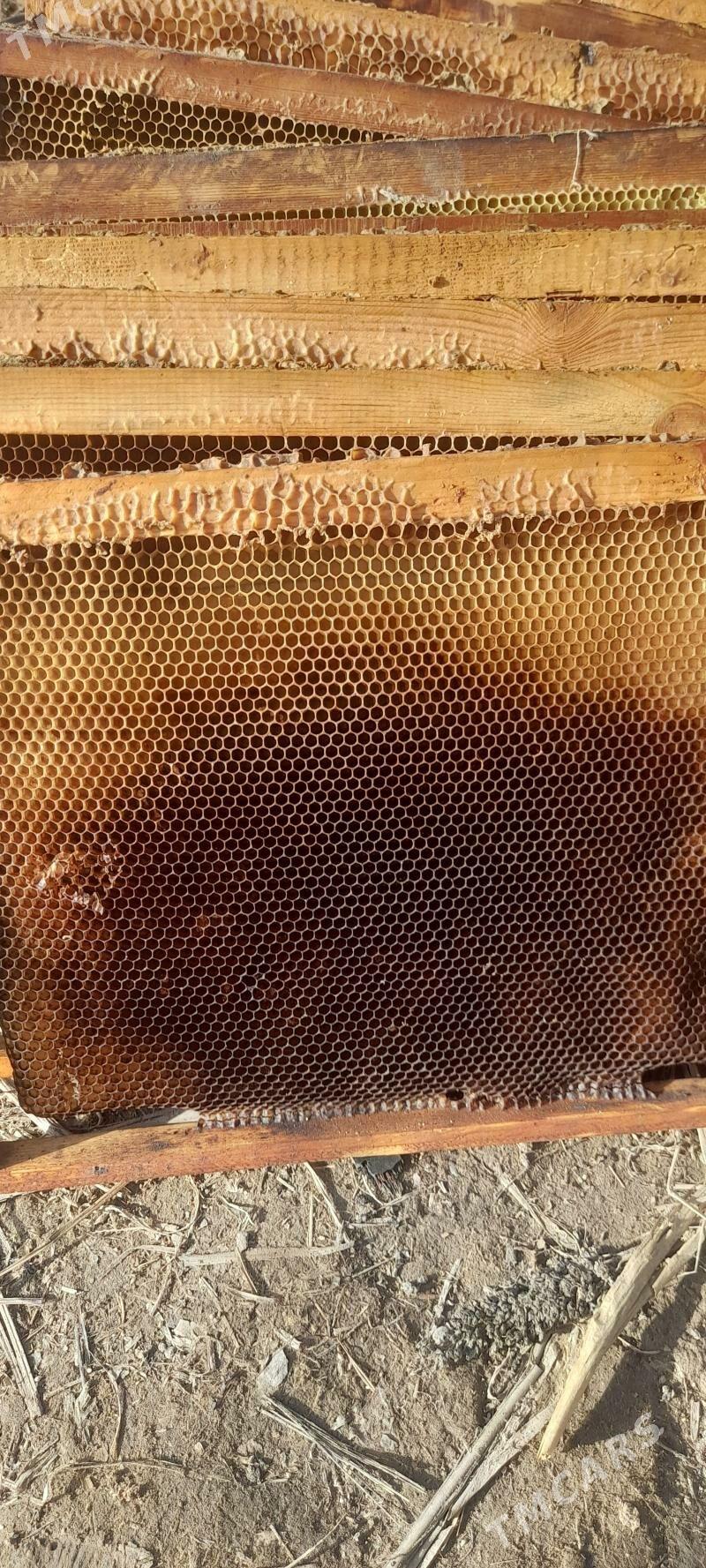 суш рамка - Шабатский этрап - img 1