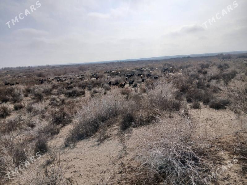 Goyn .geci - Сейди - img 1