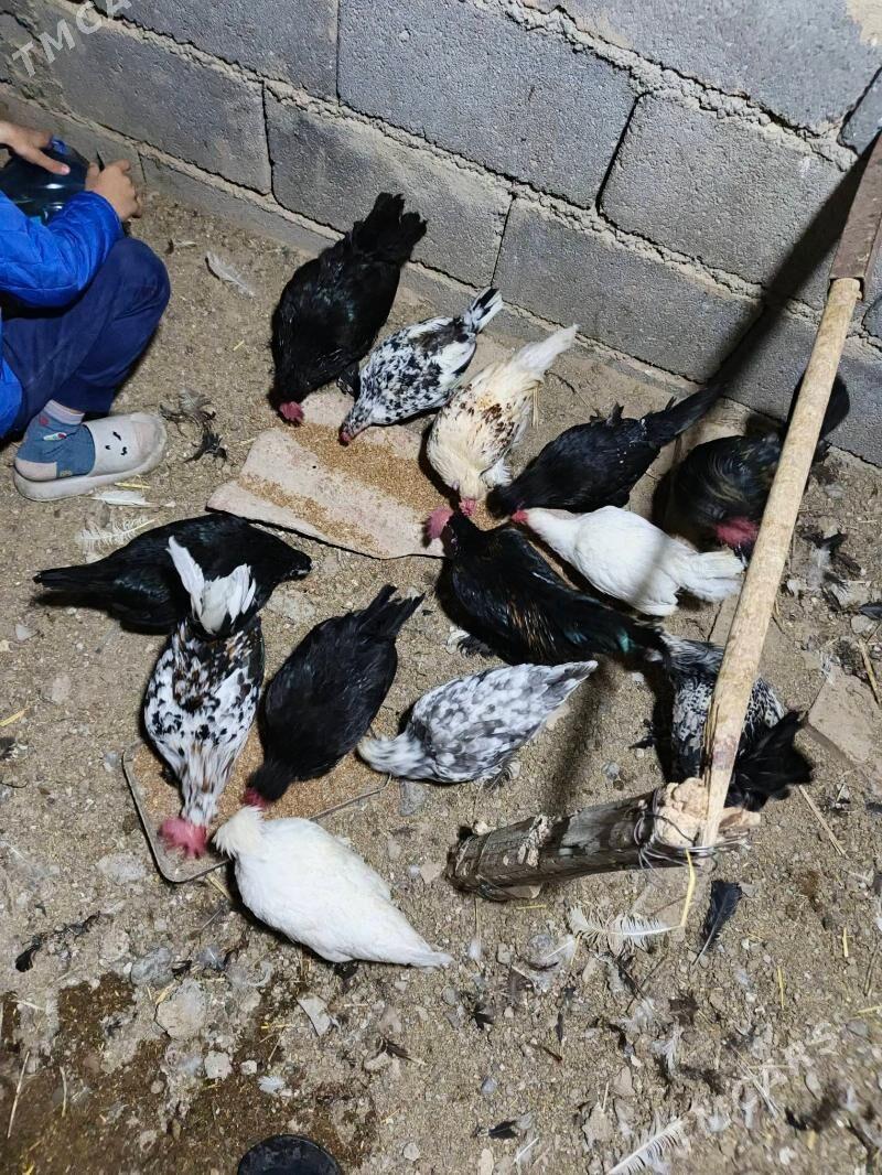 karlyk towuklar - Гарадамак - img 1