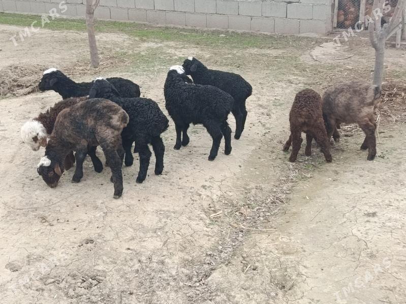 Guzy - Гёкдепе - img 1