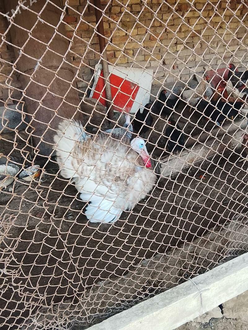 induk - Sakar - img 1