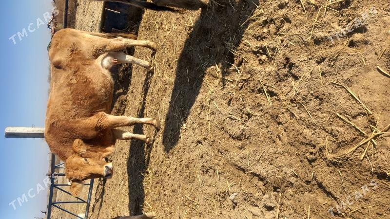 Göleli Sygyr - Gökdepe - img 1