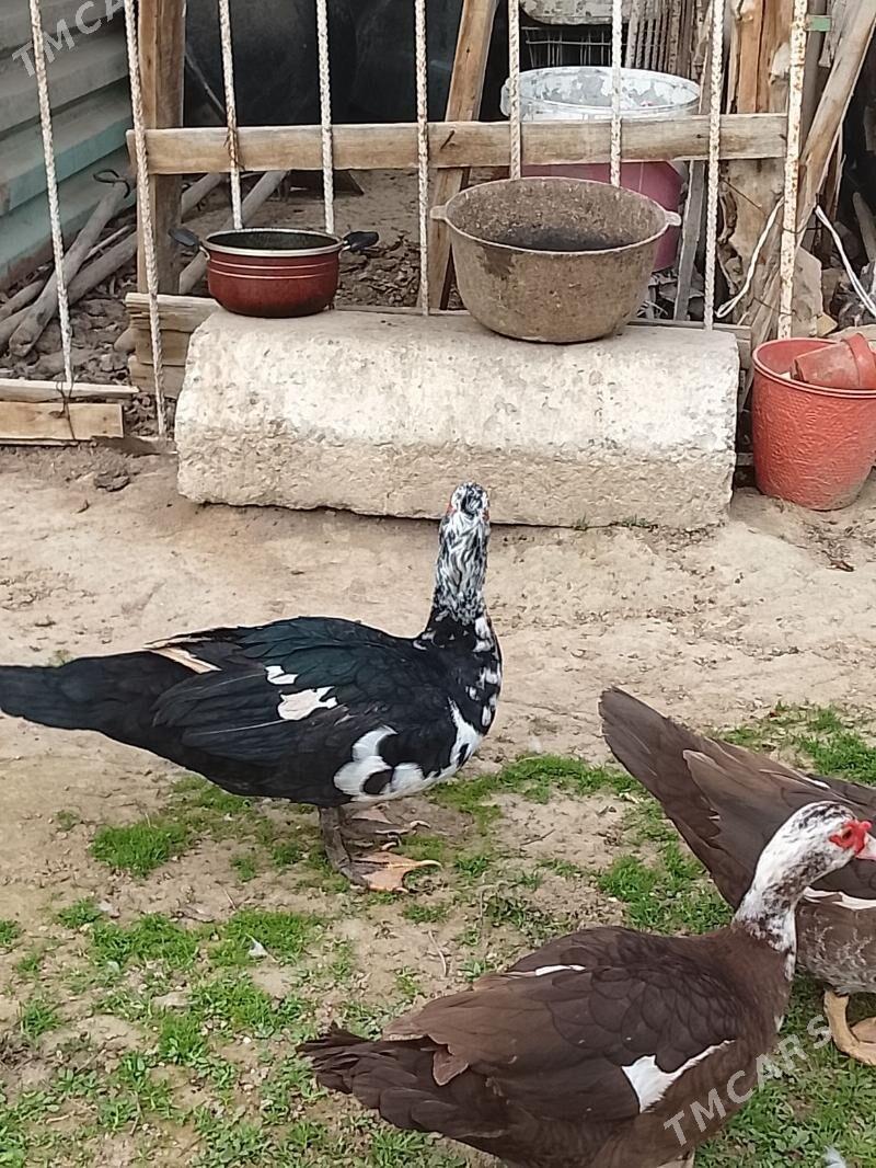 ordek - Gypjak - img 1