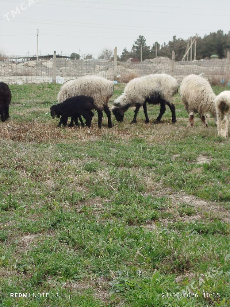 Guzuly goyun - Бахарден - img 1