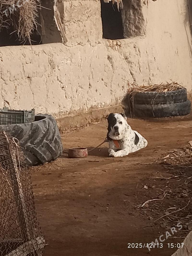 Turkmen alabay - Губадаг - img 1
