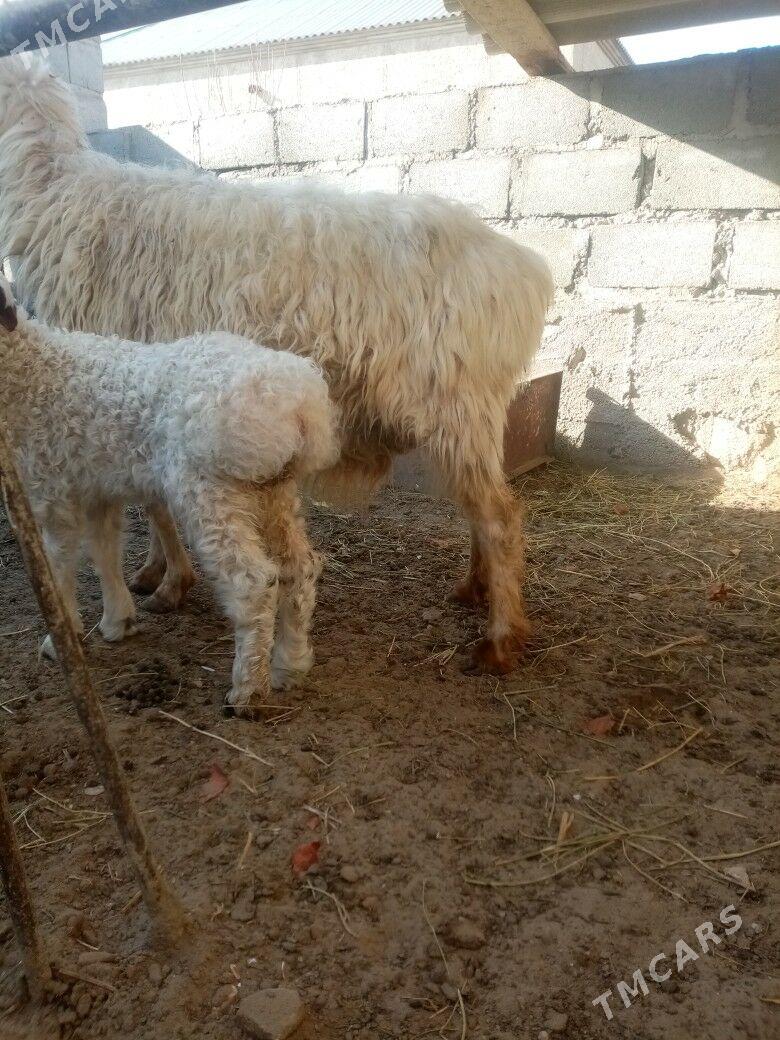 Guzly goyun - Гумдаг - img 1