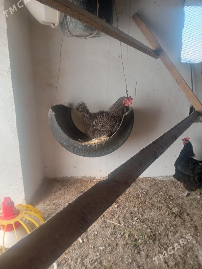 Dominat ataks - Гызыларбат - img 1