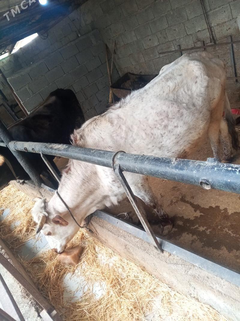 tohum sygyr - Гёкдже - img 1