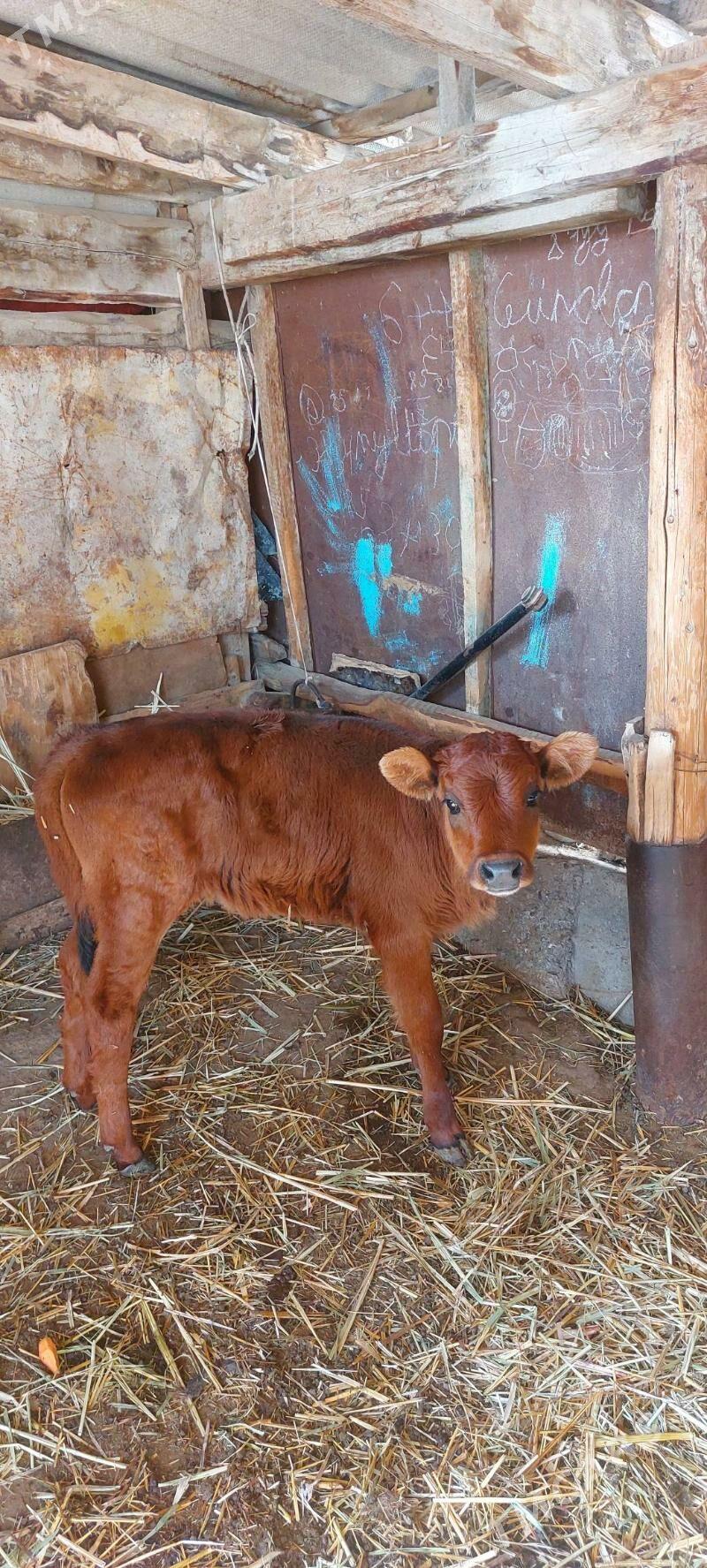 Gole tuwe - Änew - img 1