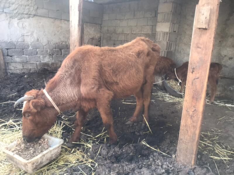 Gysyr sygyr - Garadamak Şor - img 1