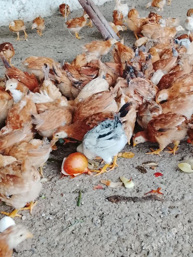 juje 2 yarim ay bolan - Änew - img 1