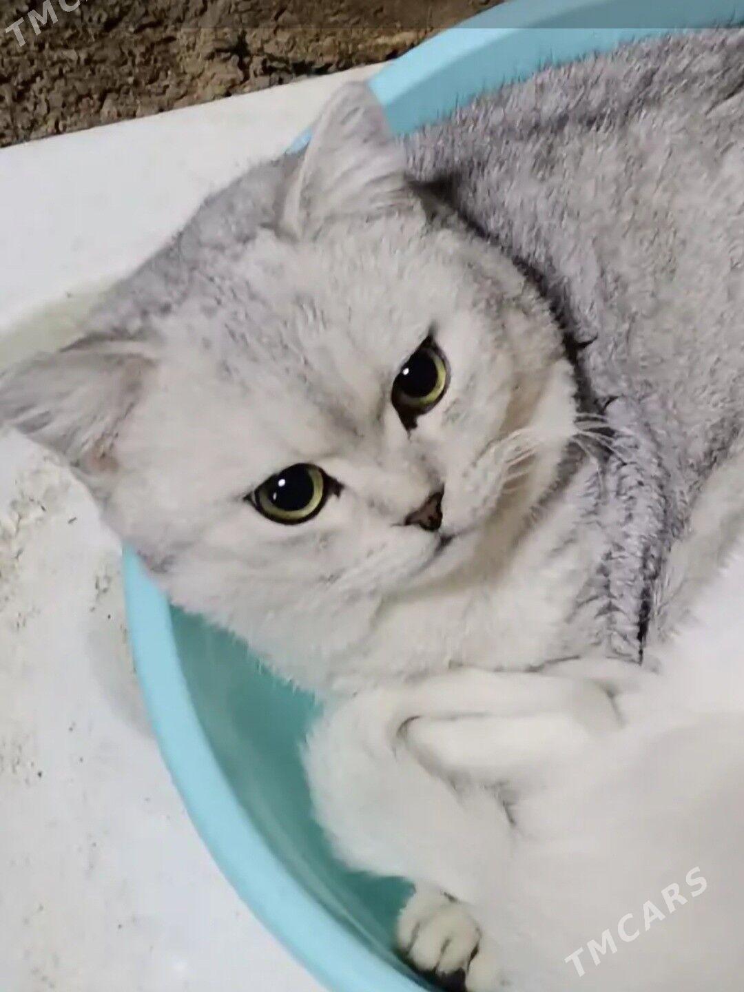 Мальчик страйт - Ашхабад - img 1