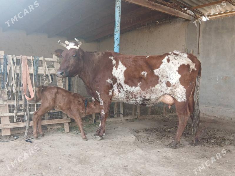 goleli - Векильбазар - img 1