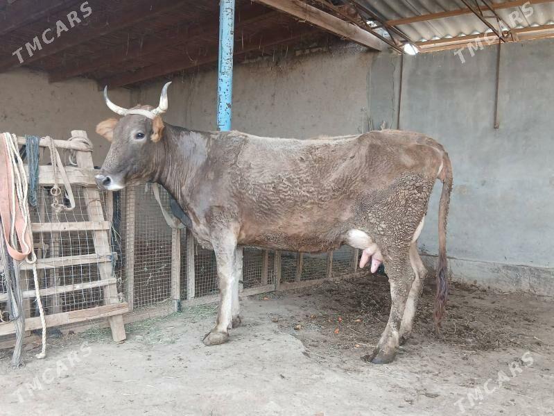 goleli - Wekilbazar - img 1