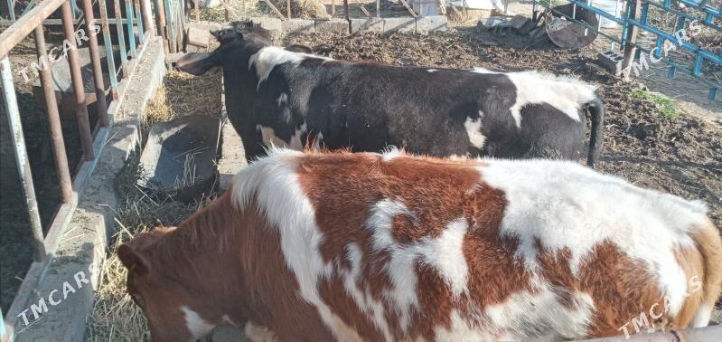 öküzler - Gökdepe - img 1