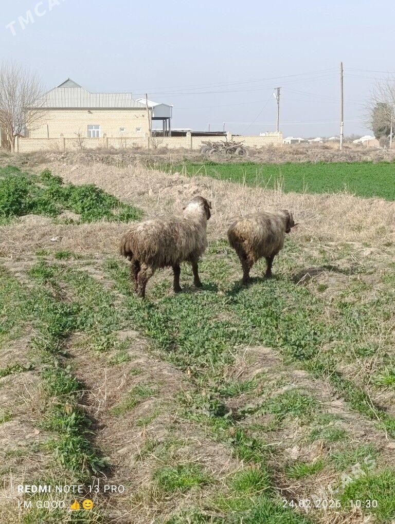 marwin GarriMarwin garri - Murgap - img 1