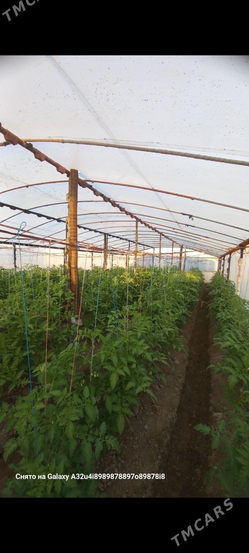 parnik - Мары - img 1