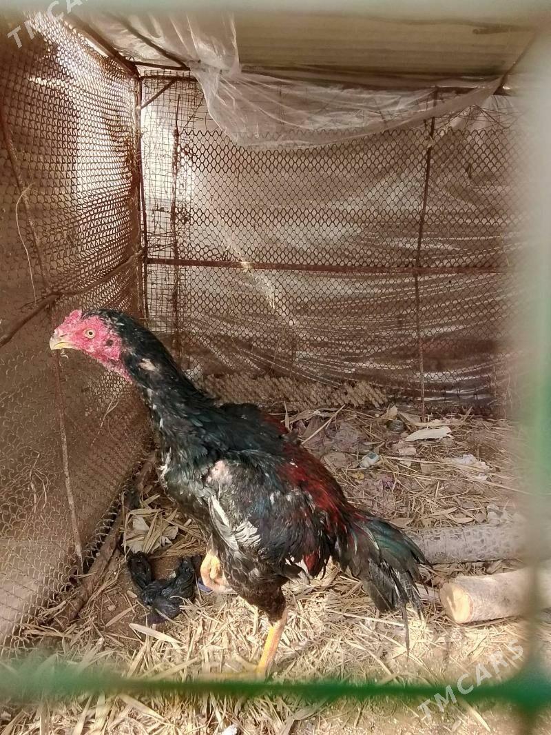 horaz juje - Türkmenabat - img 1