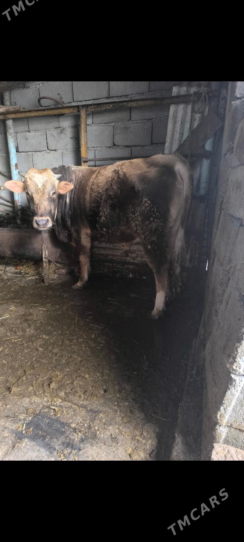 okuz - Aşgabat - img 1