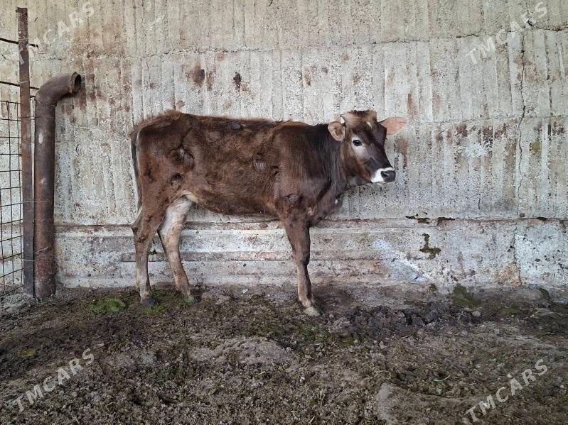 tuwe - Гёкдепе - img 1