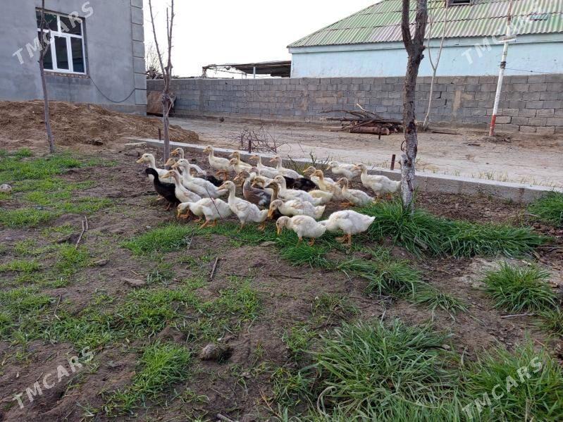 ördek - Бузмеин - img 1