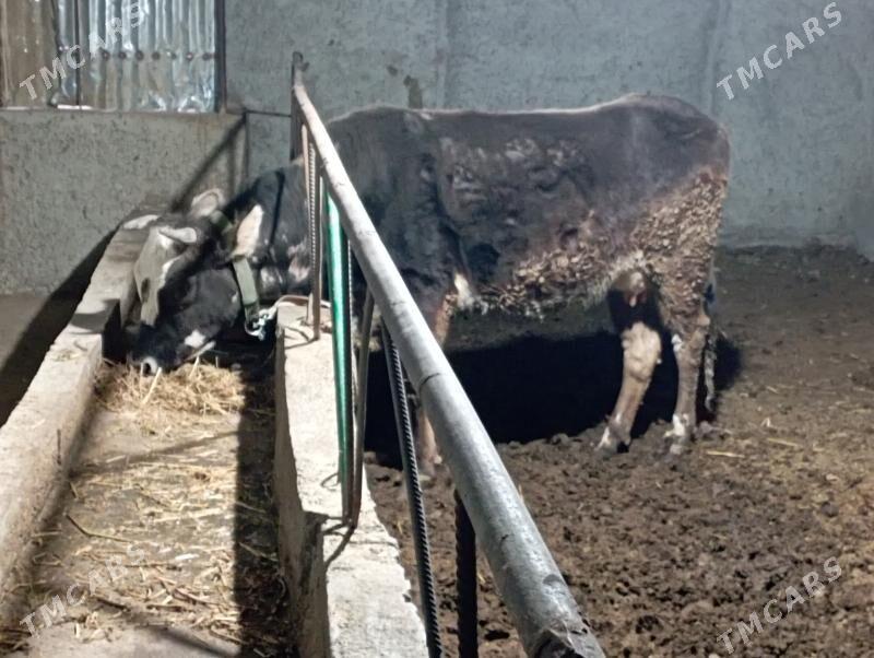 gysyr Sygyr - Gökdepe - img 1