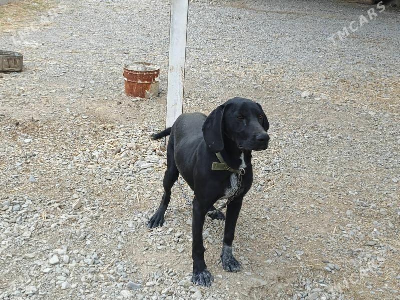 Krushar Güjük - Бахарден - img 1