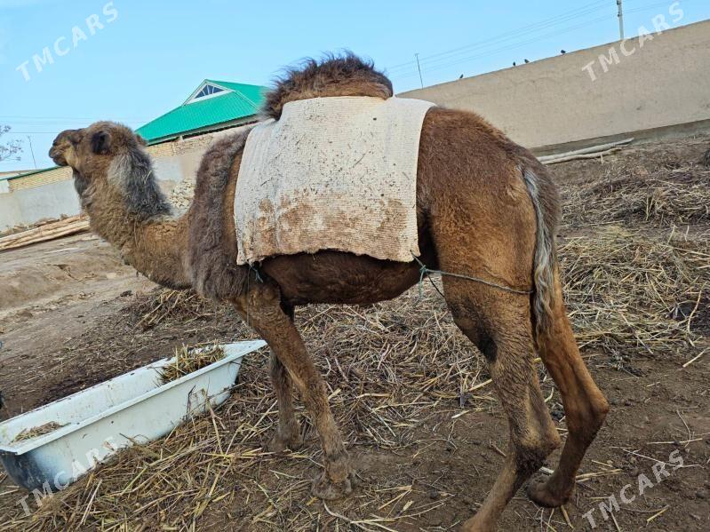 bakyda duran duyeler - етр. Туркменбаши - img 1