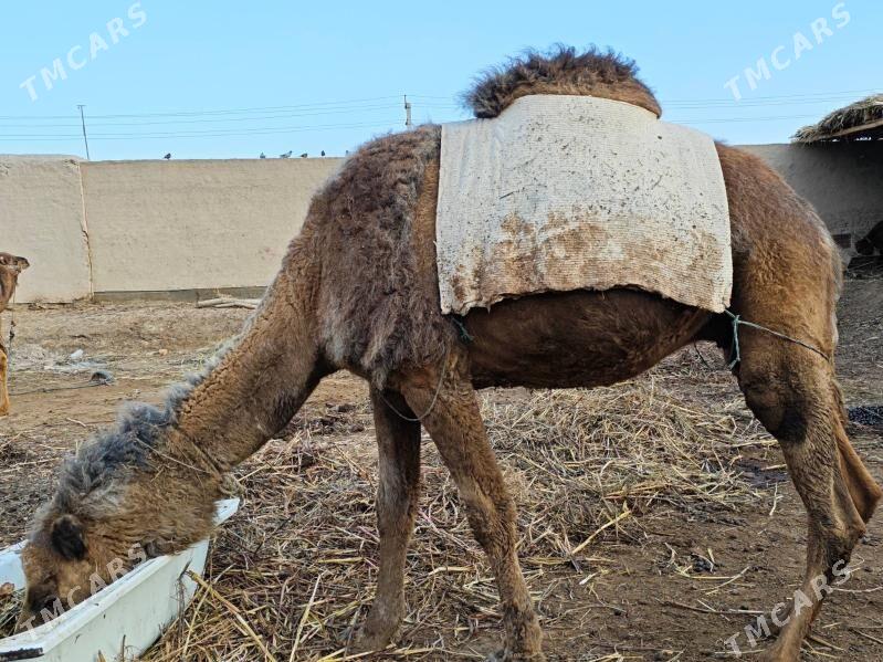 bakyda duran duye - Türkmenbaşy etr. - img 1