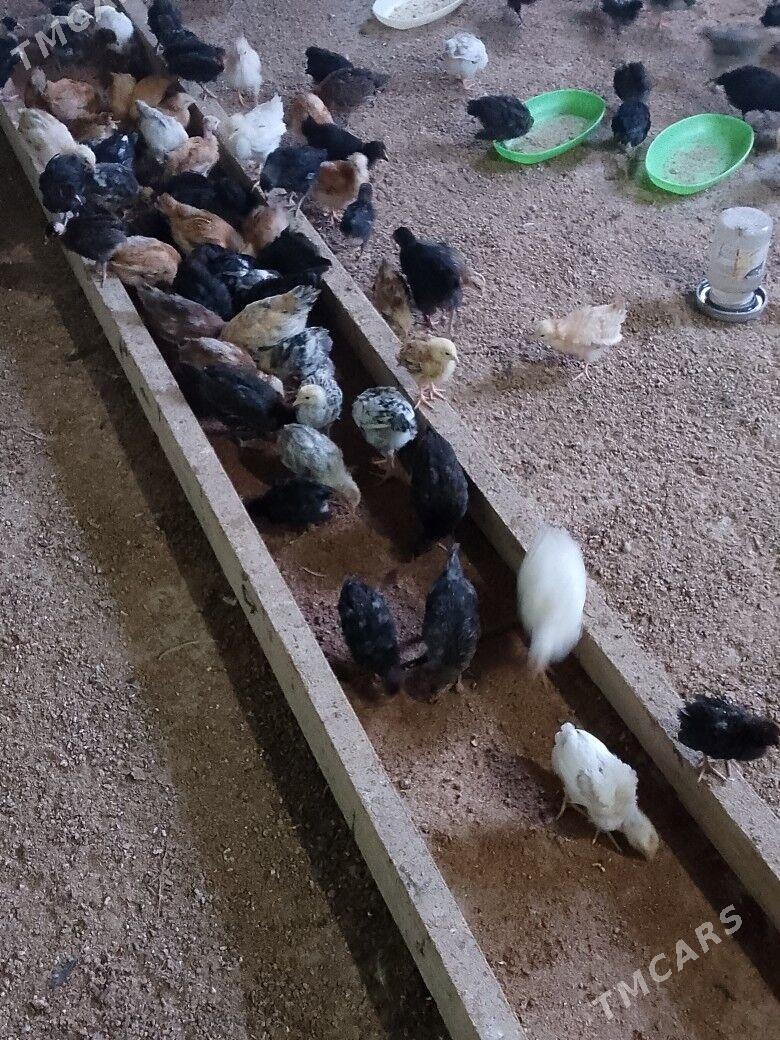 JUje - Türkmenabat - img 1