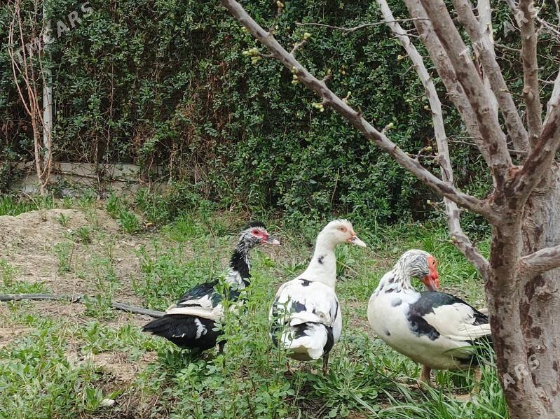 Ördek mus mus - Бахарден - img 1