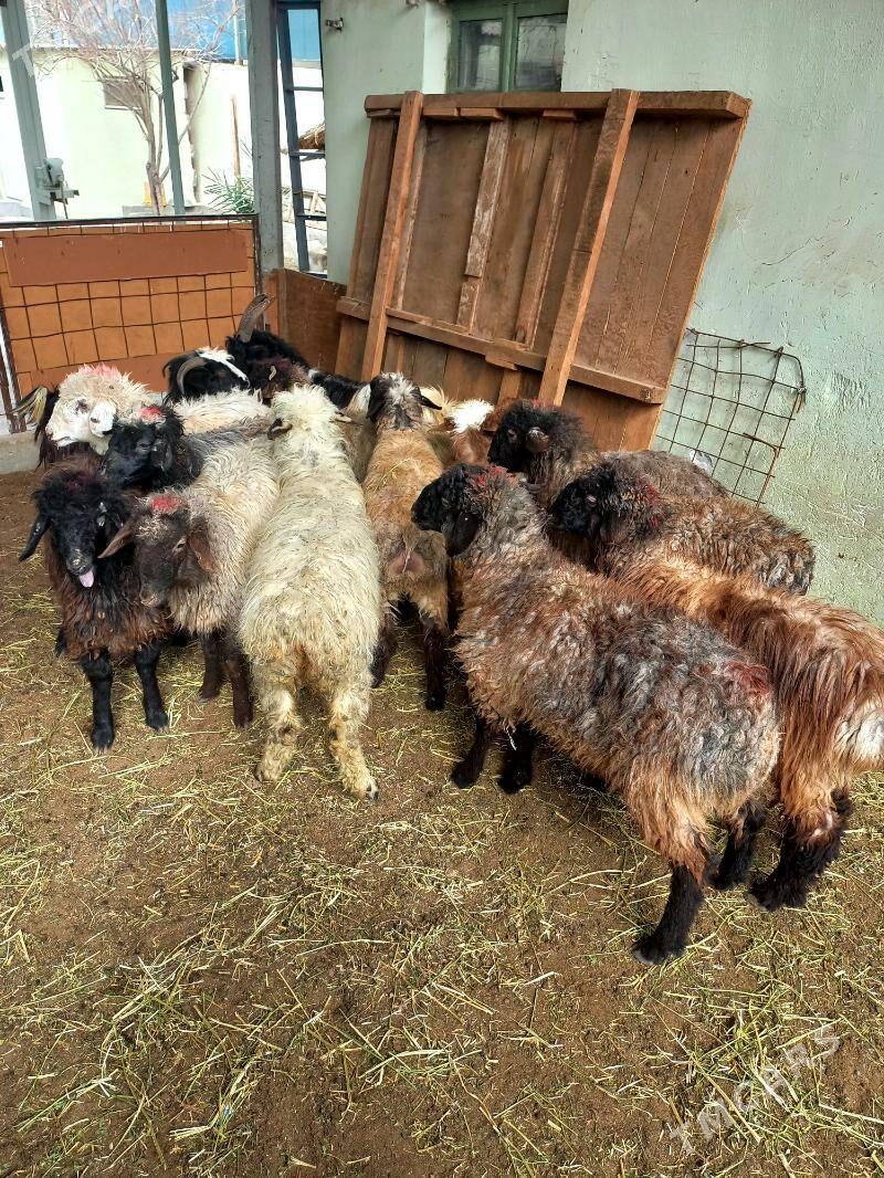 Türkmen Kisar Işşekler! - Хитровка - img 1