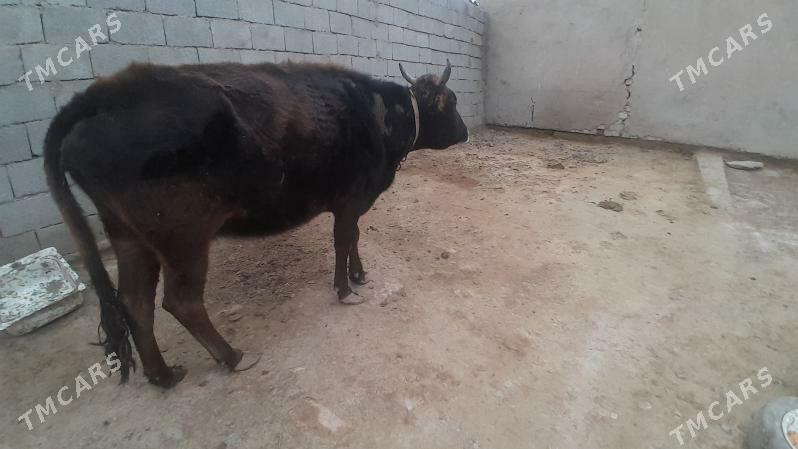 bogaz - Tejen - img 1