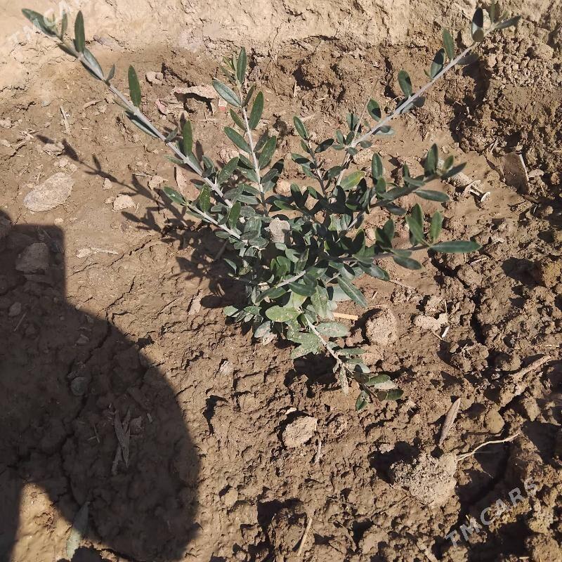 zetrun ştil - Этрек - img 1