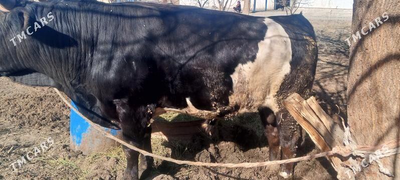 öküz - Gökdepe - img 1