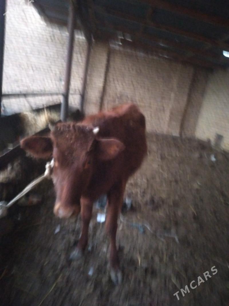 unajyn - Çärjew - img 1