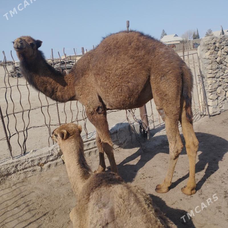 Ogsuk - Esenguly - img 1