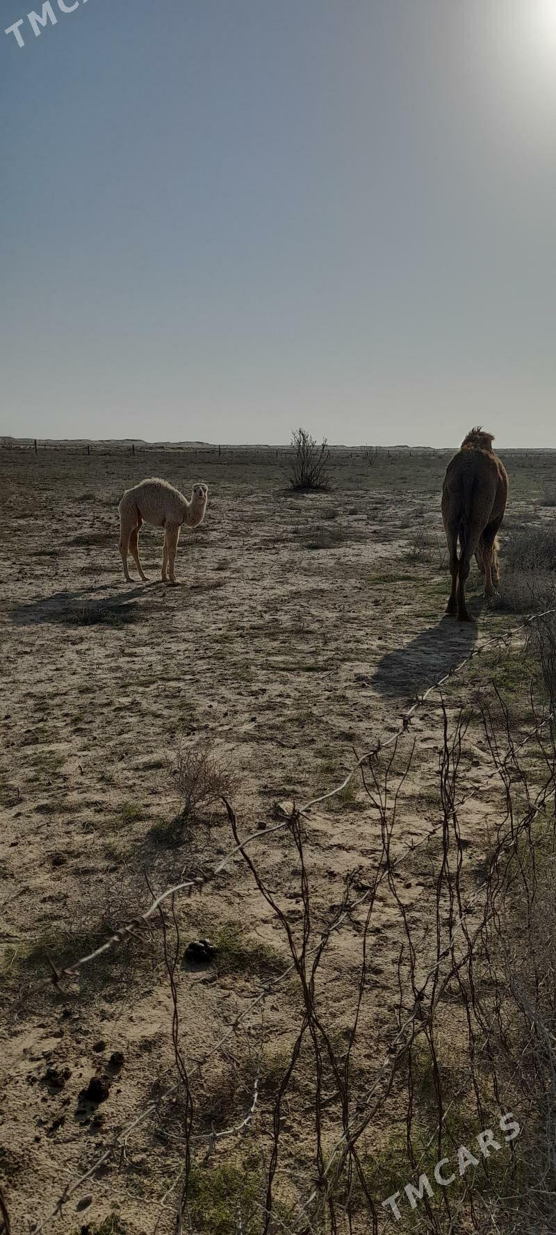 koşekli duýe - Esenguly - img 1