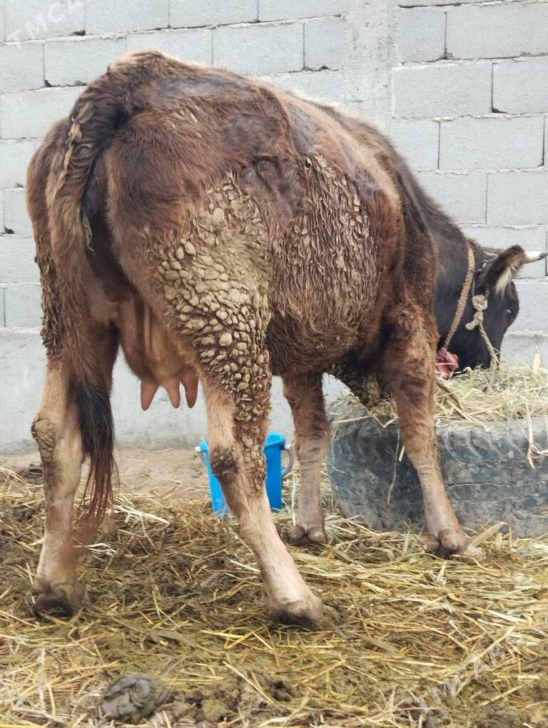 sigir bogaz - Гёкдепе - img 1