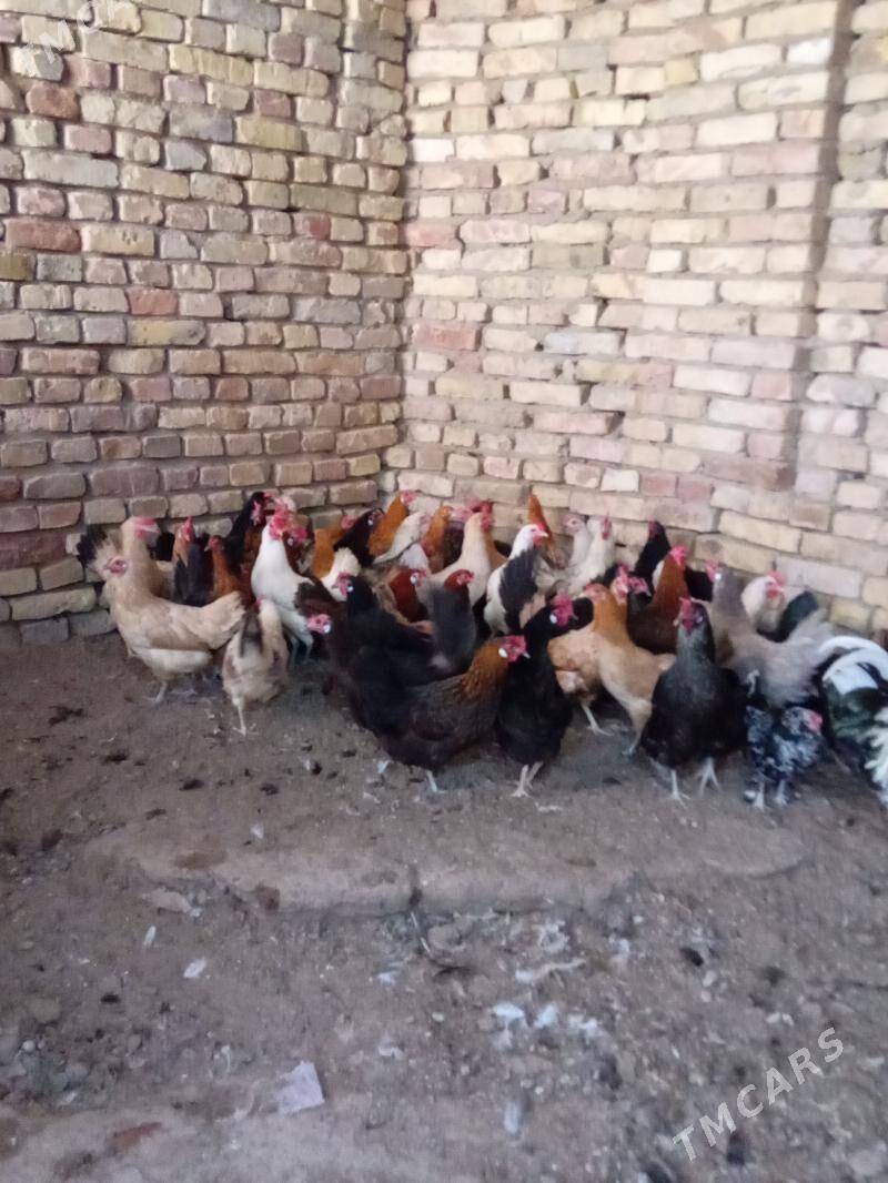 towuk - Mary - img 1