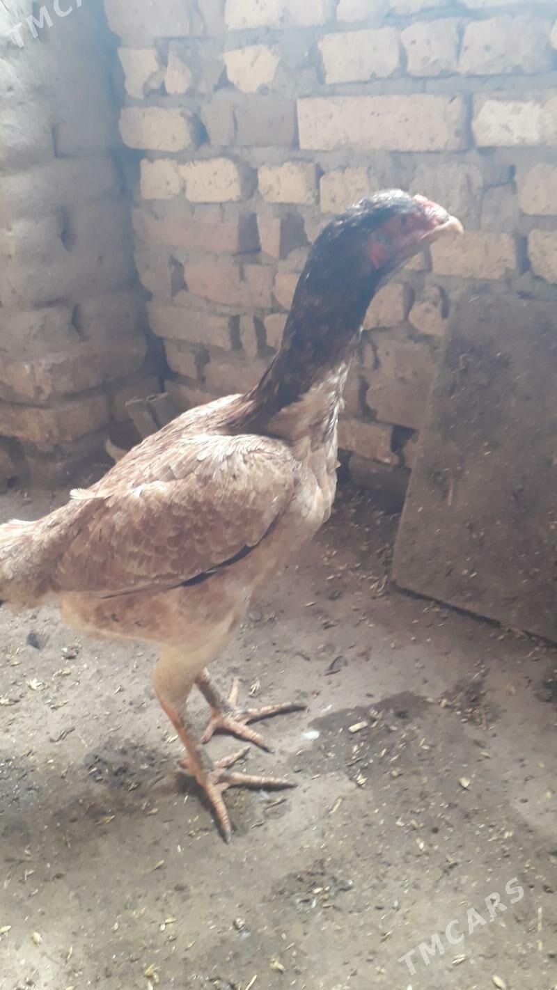 makiyan - Гороглы (Тагта) - img 1