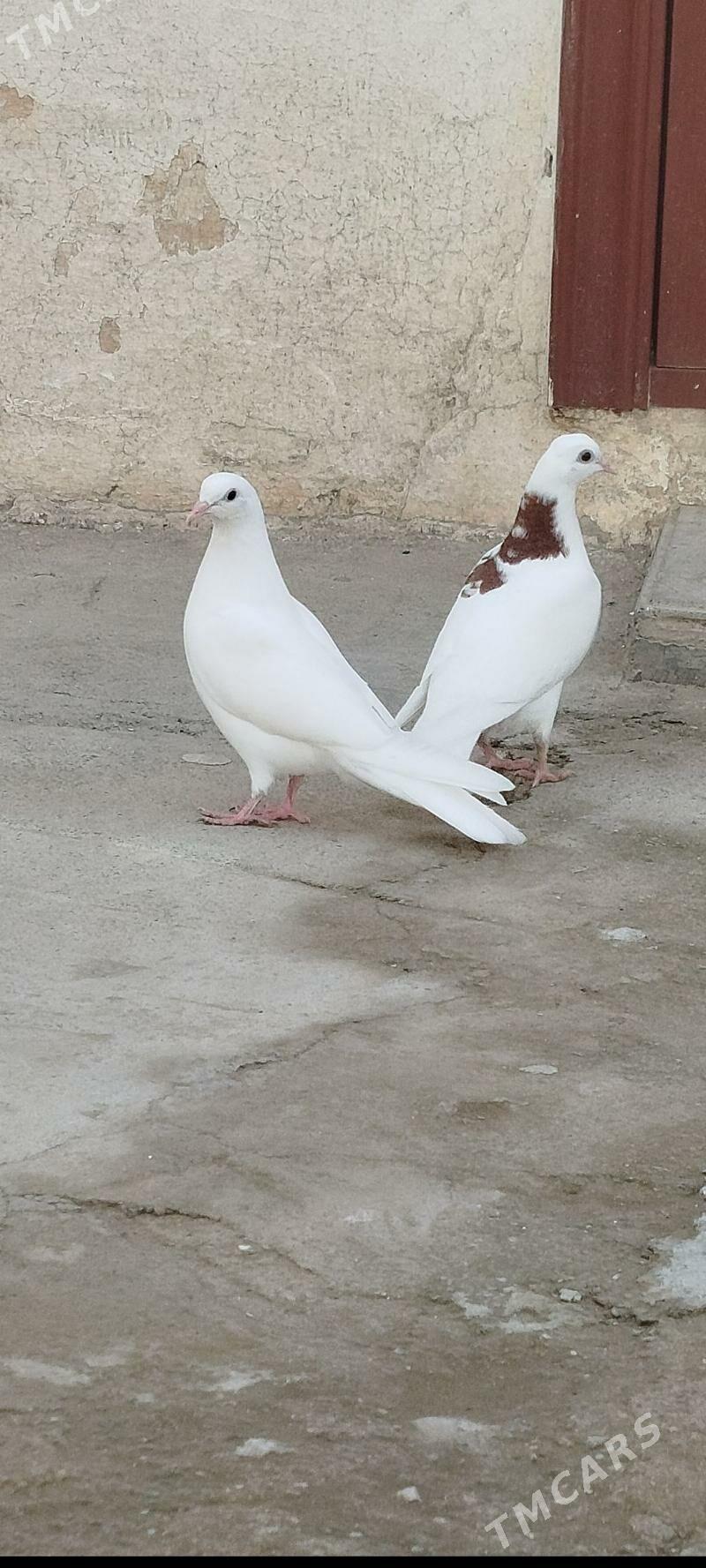 kepderi - Gyzylarbat - img 1